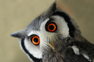 Lazy Owl Image